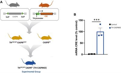 The Absence of Caspase-8 in the Dopaminergic System Leads to Mild Autism-like Behavior